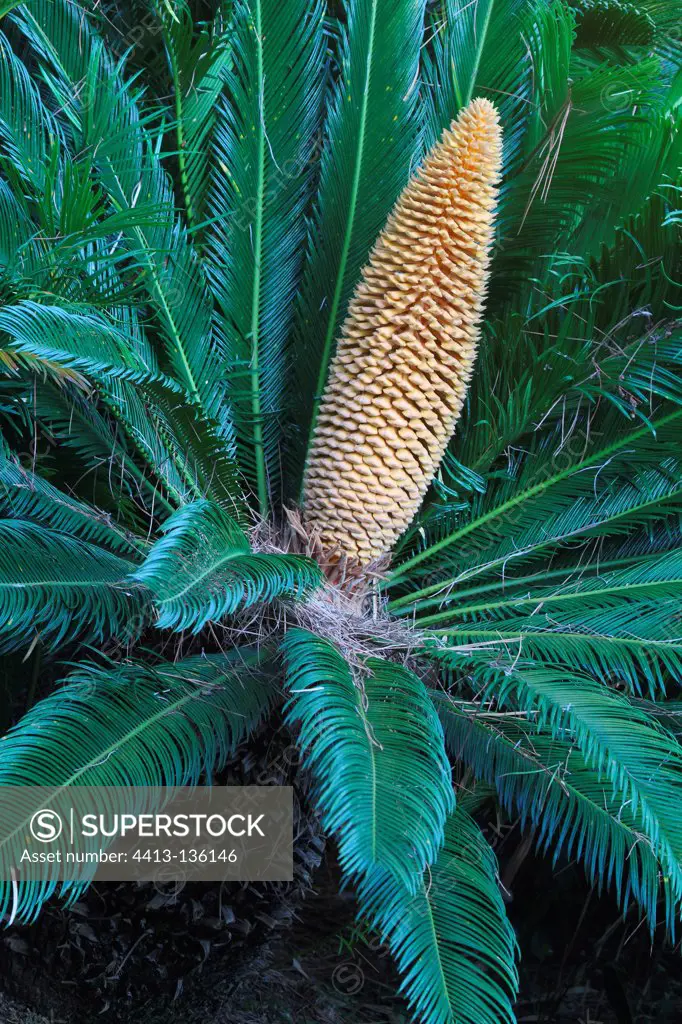 Sago palm flower in a botanical garden Provence