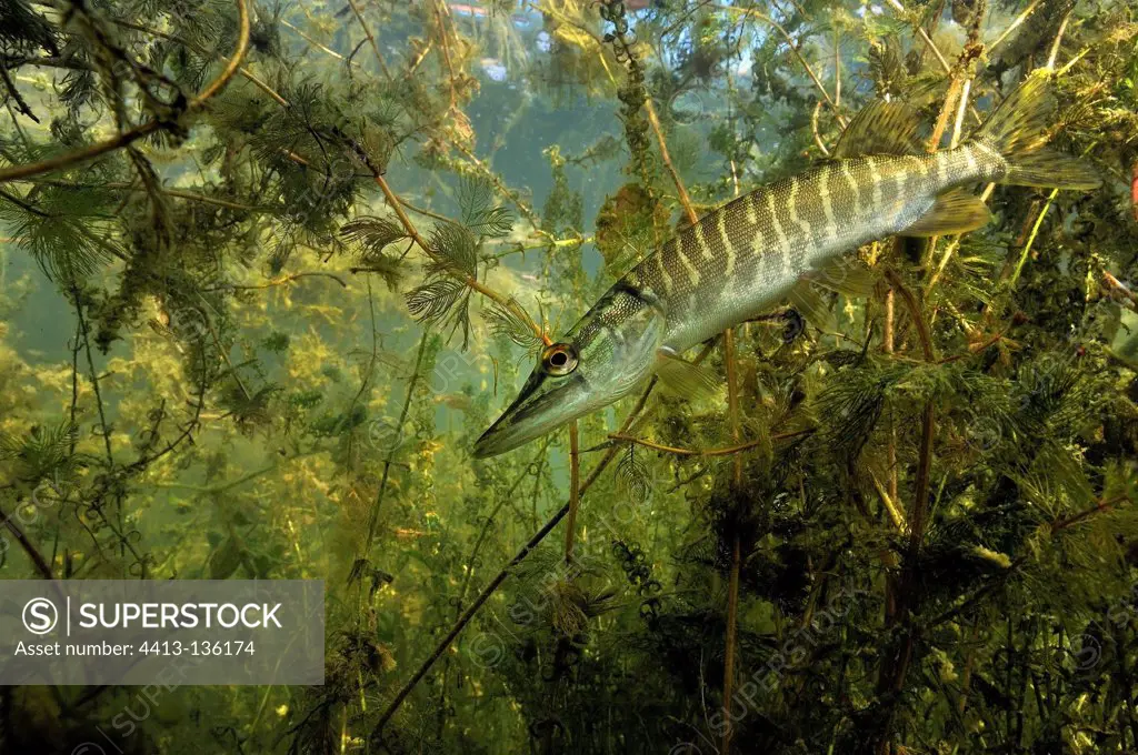 Young pike swimming in Cher Loir-et-Cher France