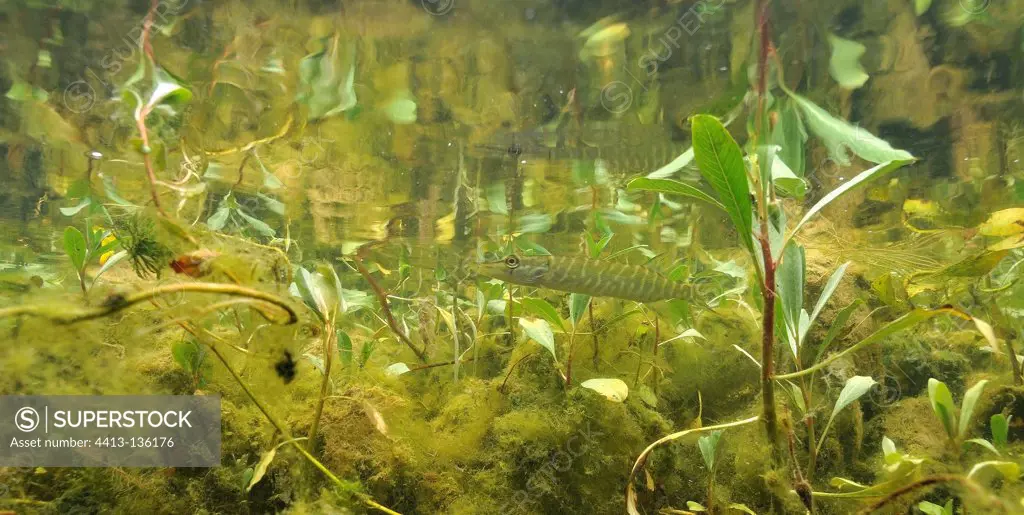 Young pike swimming in Cher Loir-et-Cher France