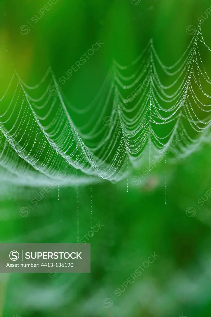 Spider Web at daybreak in Touraine France[AT