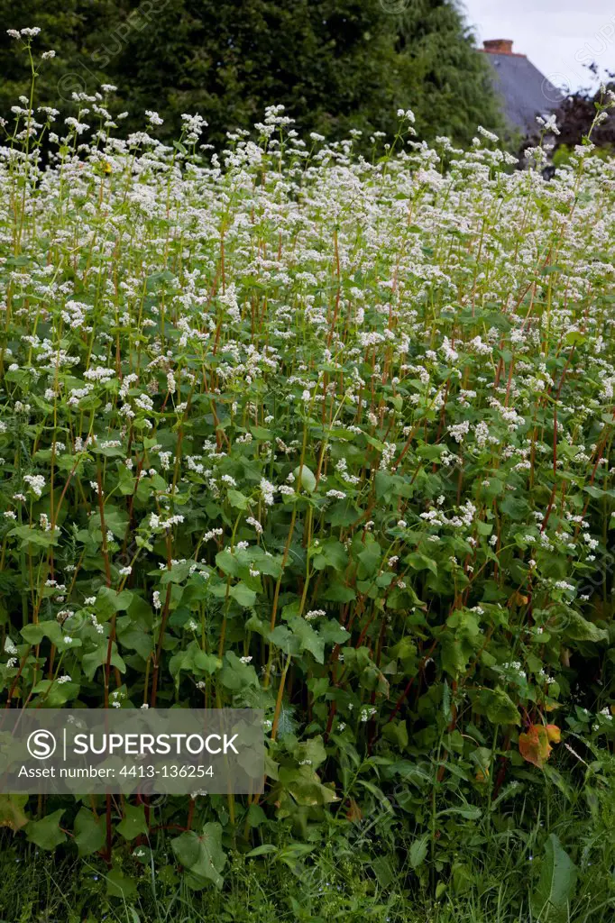 Buckweat for green manure in an organic garden