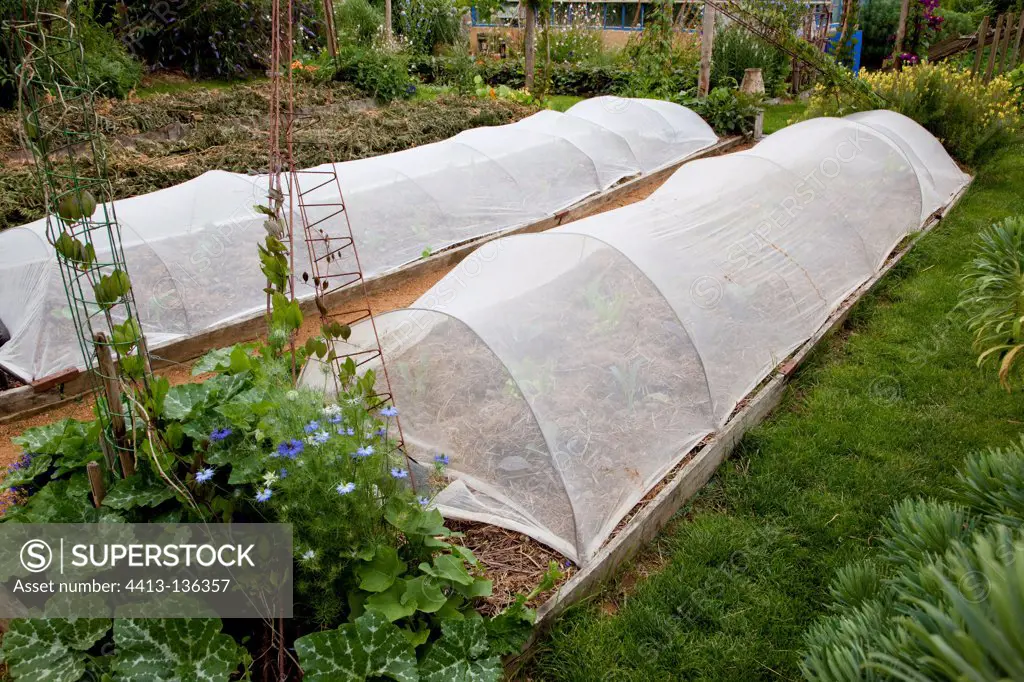 Plastic tunnel over cabbages to fight against cabbage fly