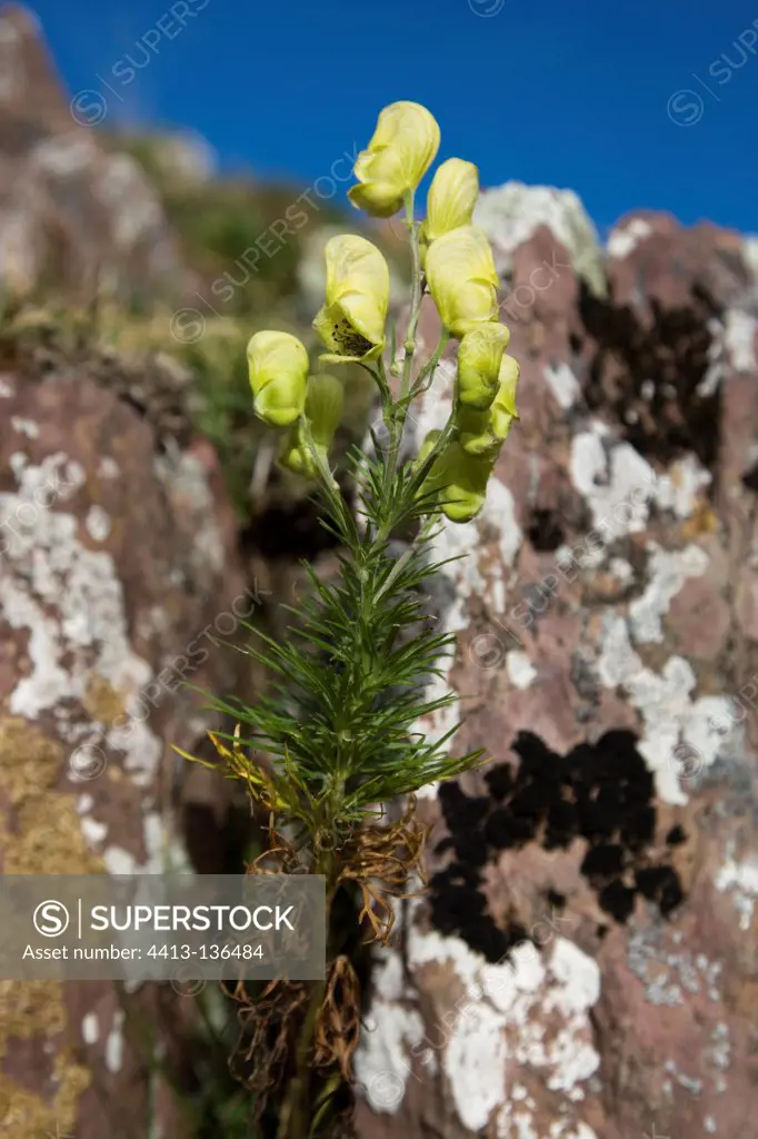 Yellow Monkshood flowers on rock Pyrenees France