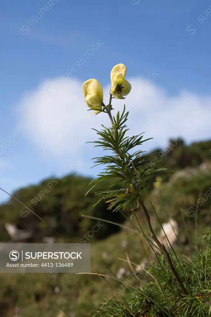Yellow Monkshood flowers Pyrenees France
