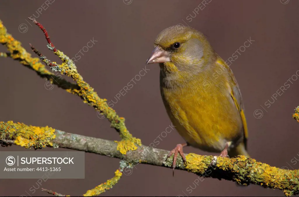 Greenfinch posed on a branch of tree