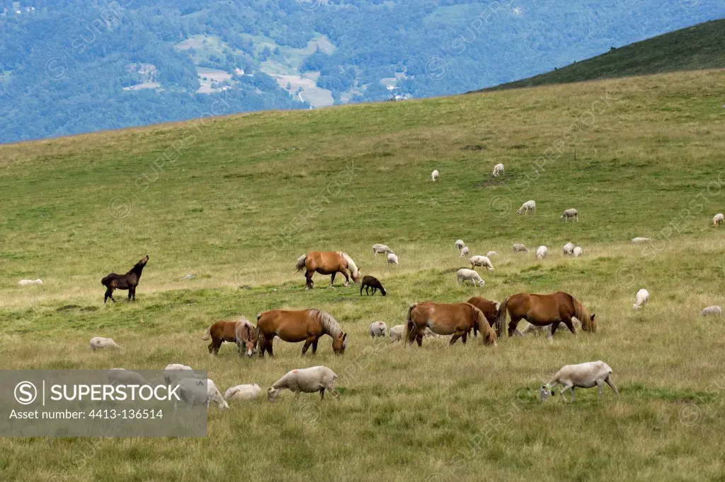 Horse and sheep in mountain pastures Arp Pyrenees France