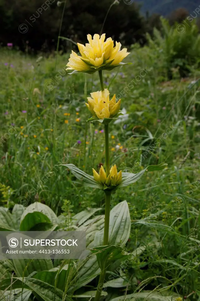 Yellow gentian flowers Pyrenees France