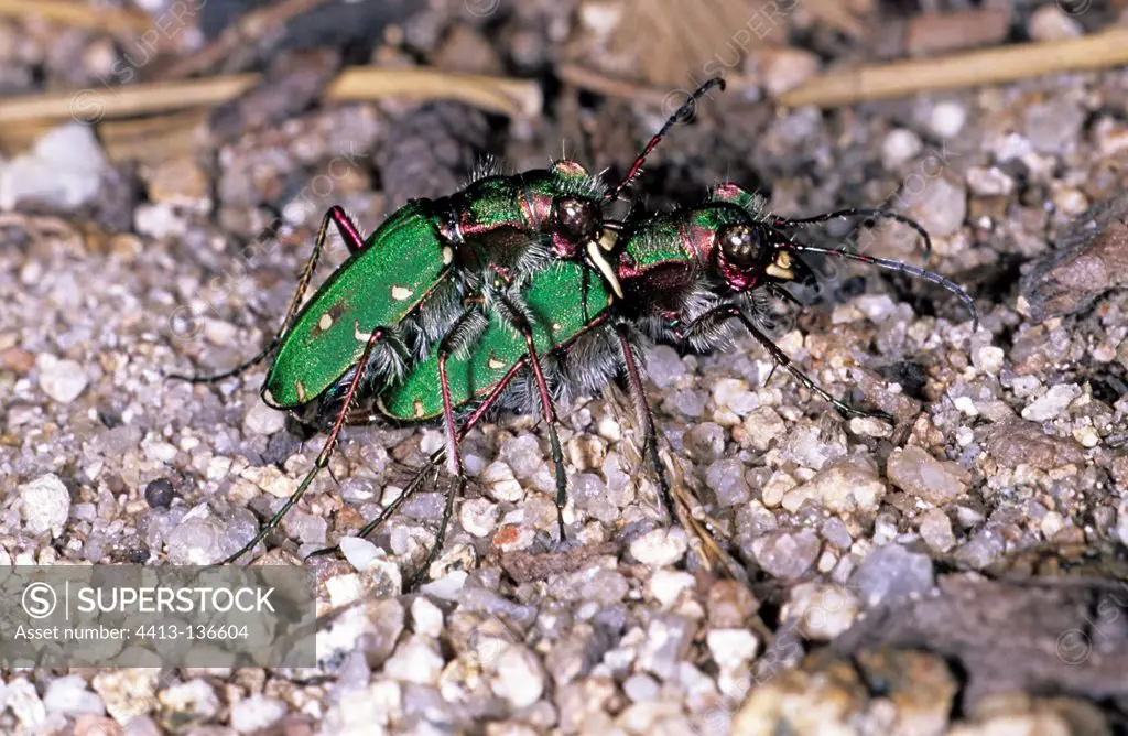 Green tiger beetles mating France