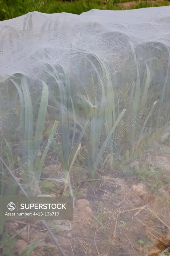 Plastic tunnel over cabbages to fight against leek fly