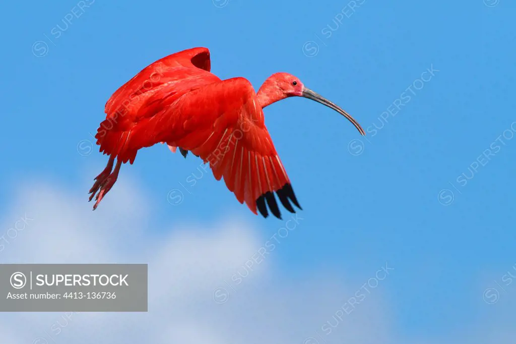 Scarlet Ibis in flight in France
