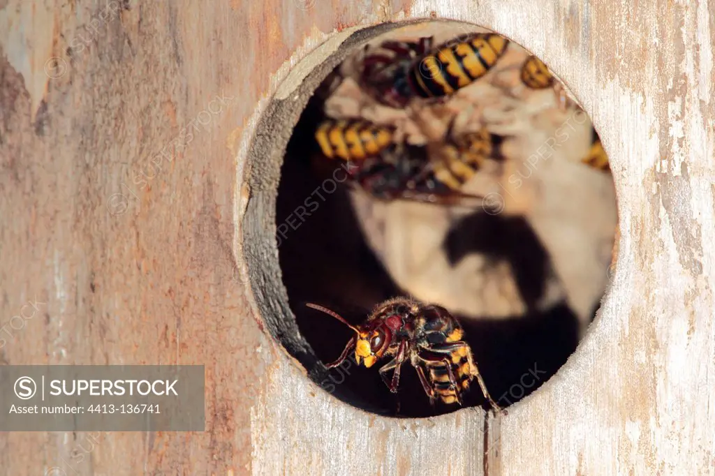 Hornet nest in a birdhouse Starling in France in summer