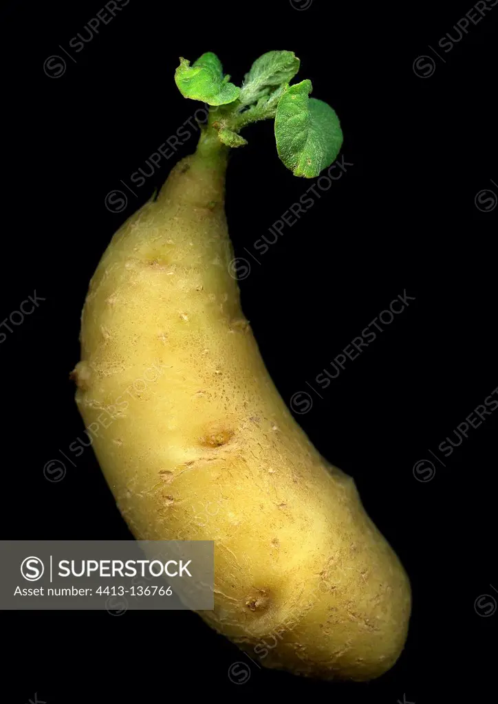 Potato 'Rate' in the studio on a black background