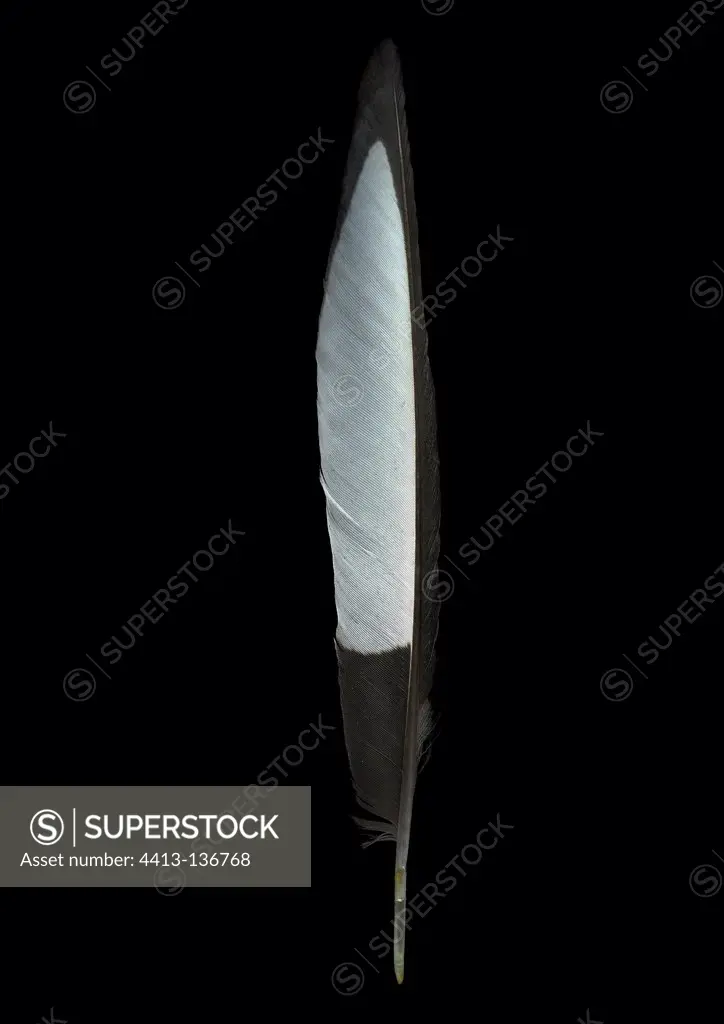 Feather Pie in the studio on a black background