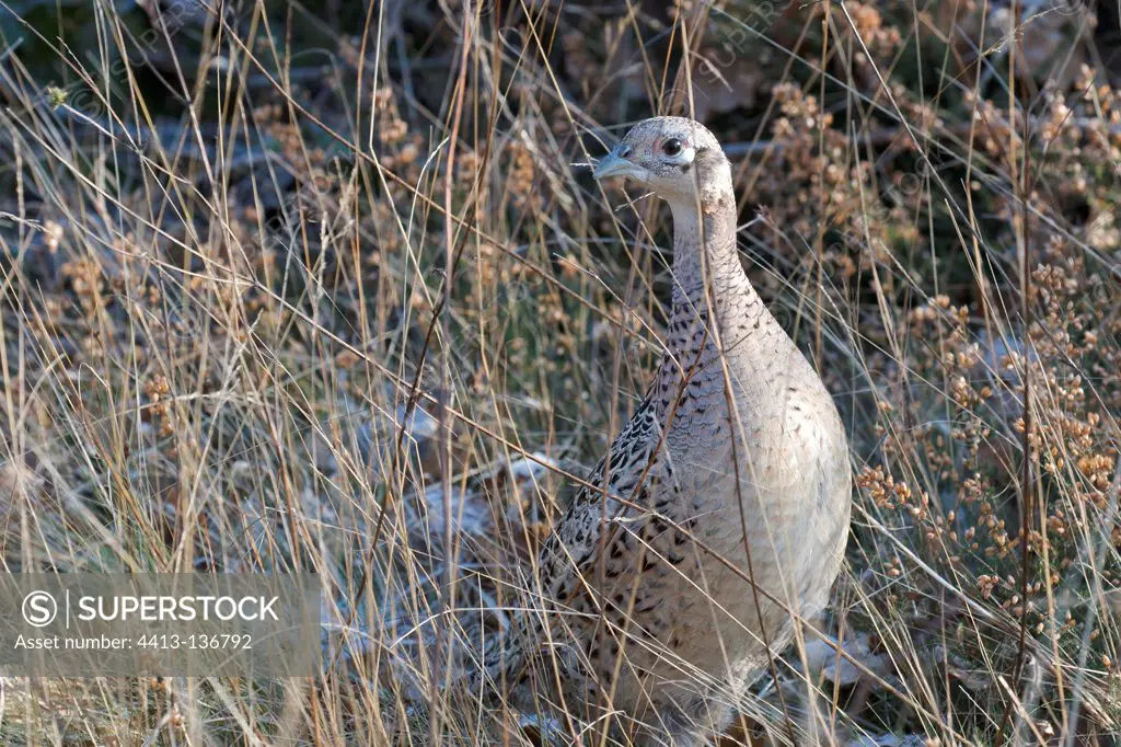 Partridge mimetic dry grass Sologne France