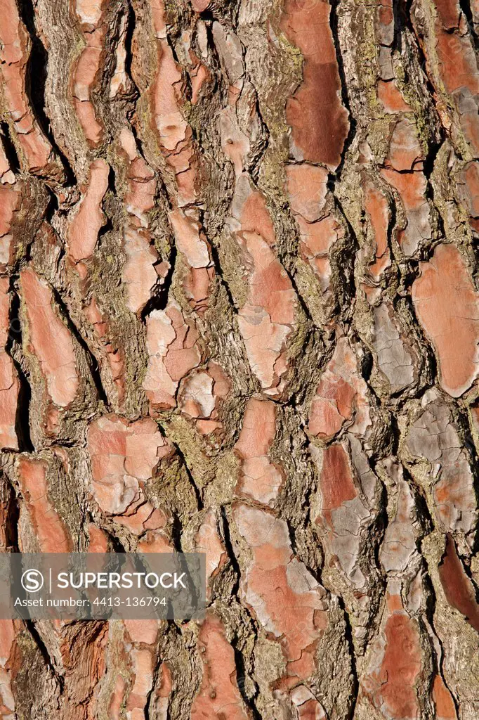 Bark reddish-brown pine France