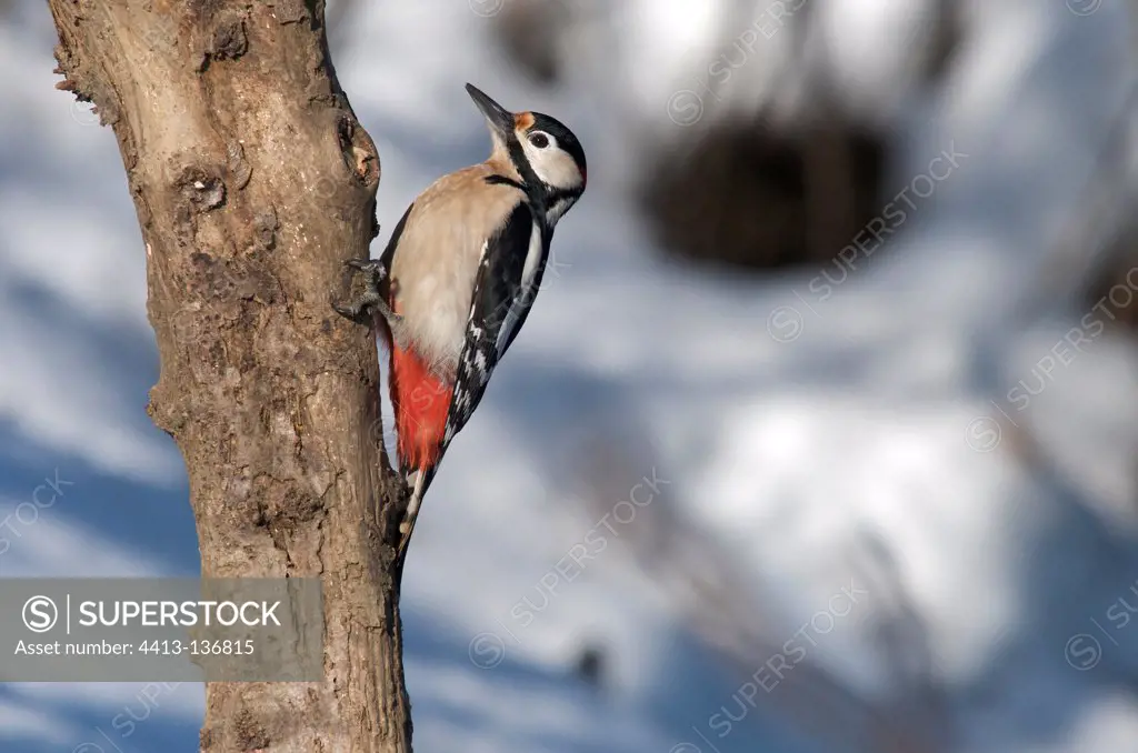 Woodpecker on a tree trunk in winter Alps France