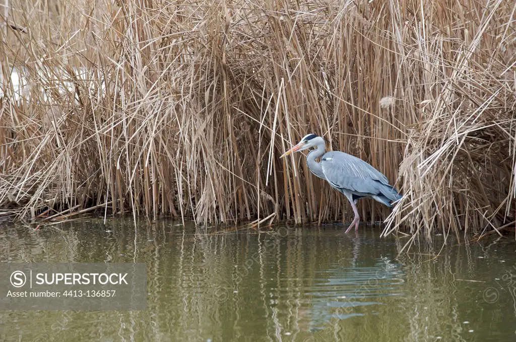 Grey Heron in town on the edge of a Goldfish France