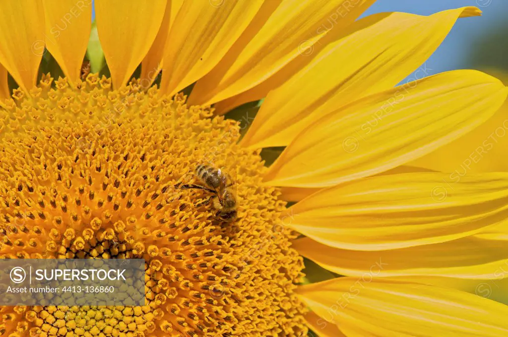 Bee on sunflower France