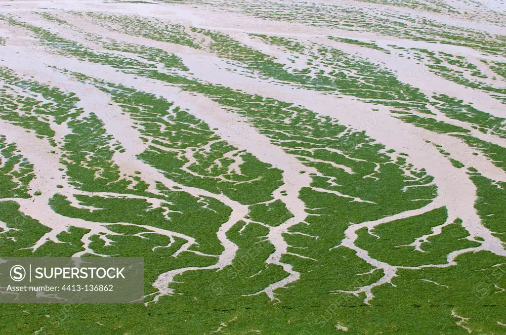 Proliferation of green algae Bay of St Brieuc France
