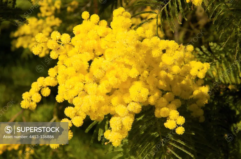 Mimosa flowers France