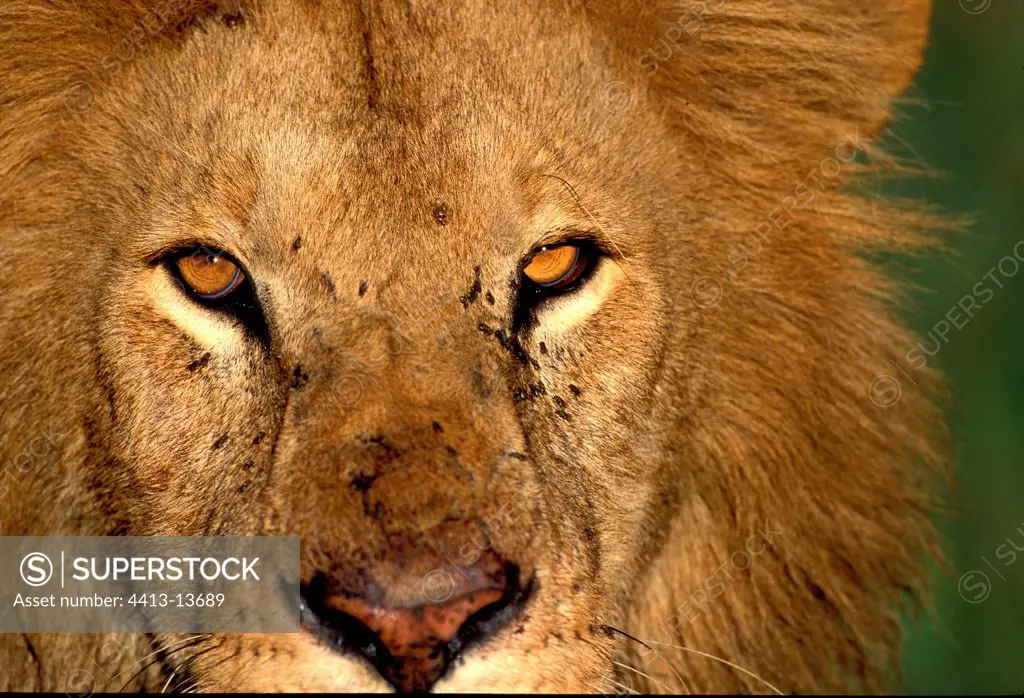 Glance of Lion MasaÏ Mara Kenya
