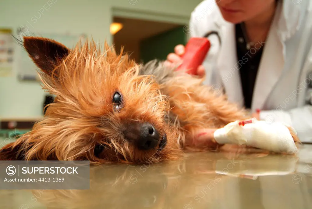 Preparation of the dog in treatment room before the operation
