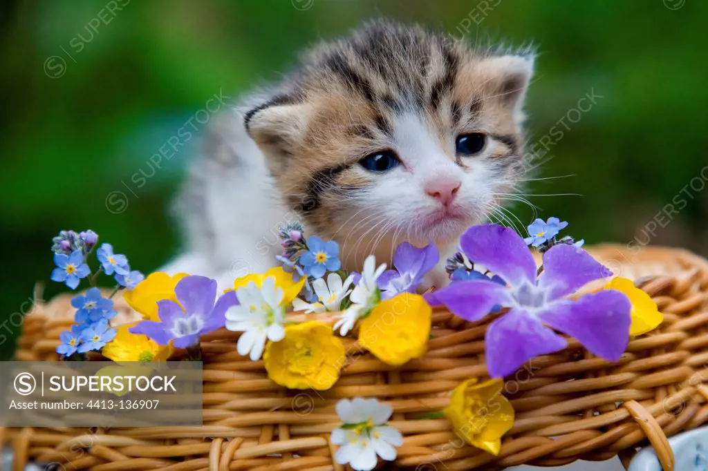 Tabby kittens lights and flowers spring Oberbruck France
