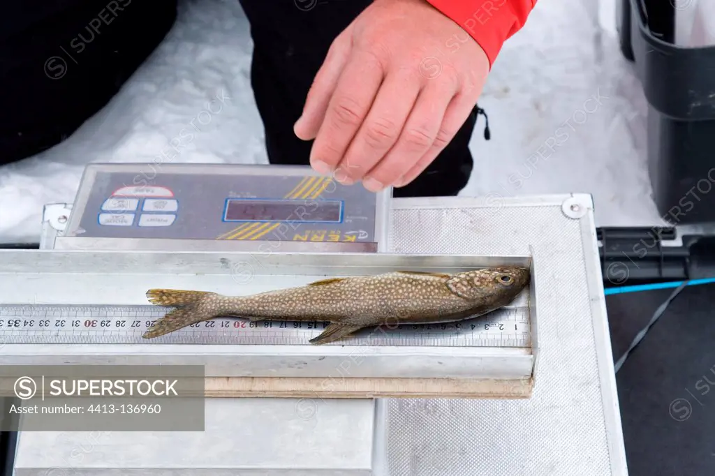 Biometric records and stomachs of fish at Lake White