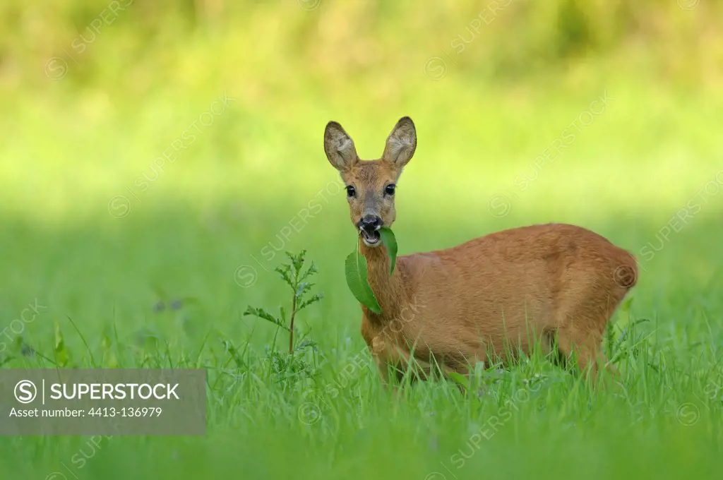 Roe deer on a meadow in summer Hesse Germany