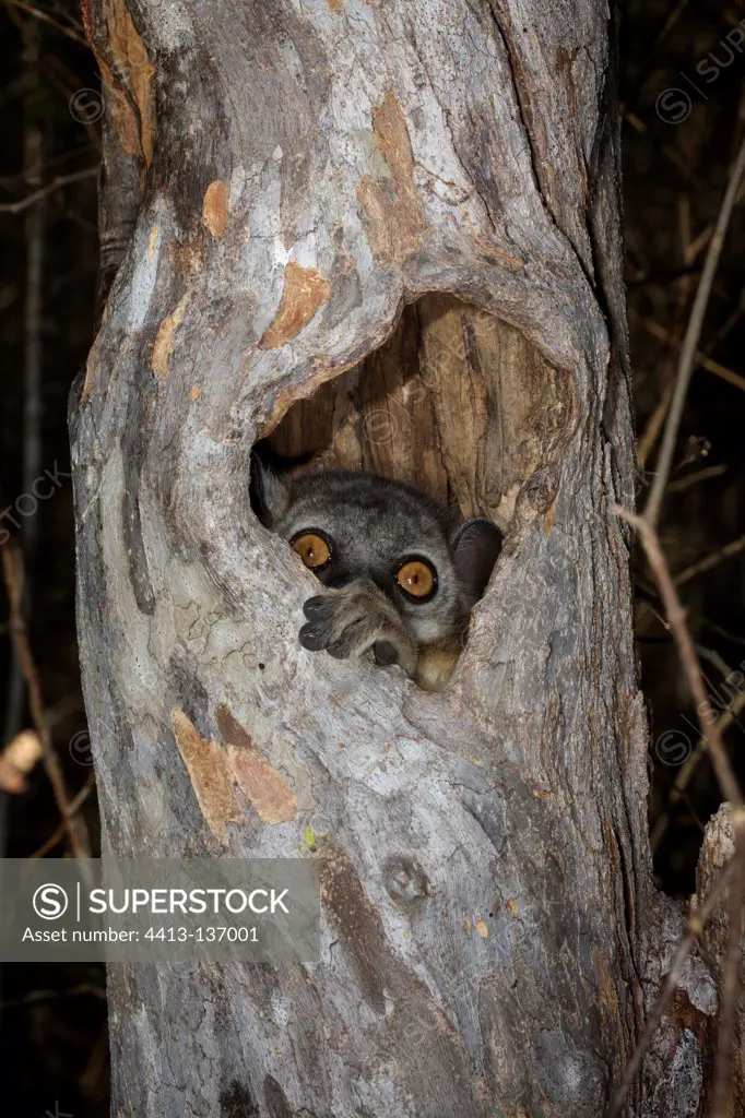 Red-tailed Lepilemur in daytime shelter in Madagascar