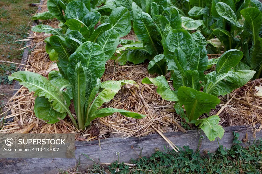 Straw mulching on endives in an organic garden