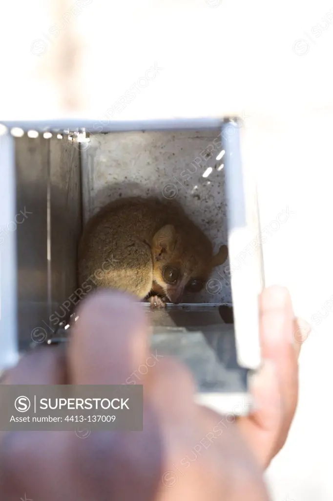 Berthe's mouse lemur in trap in Madagascar