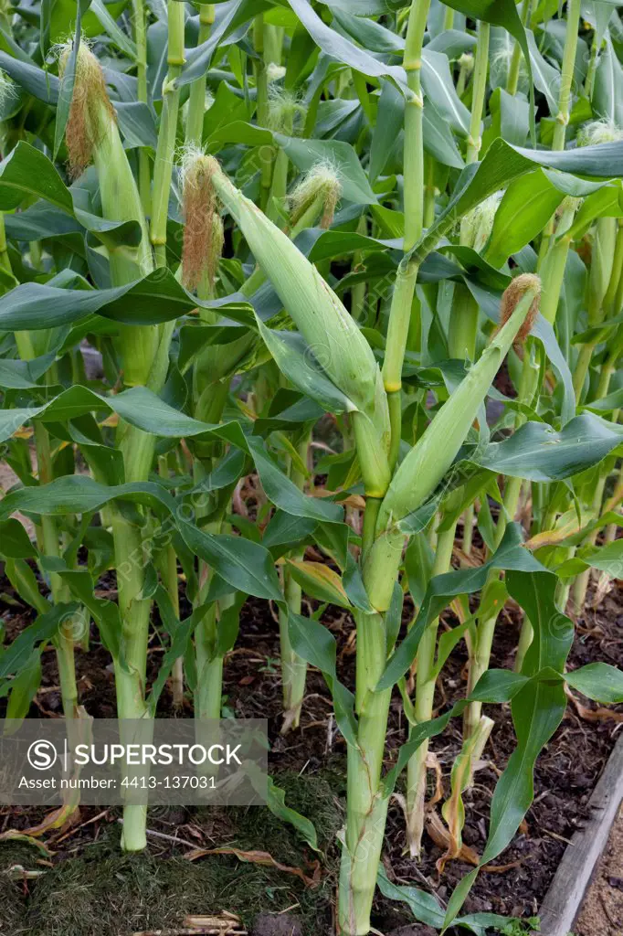 Sweet corn in an organic garden