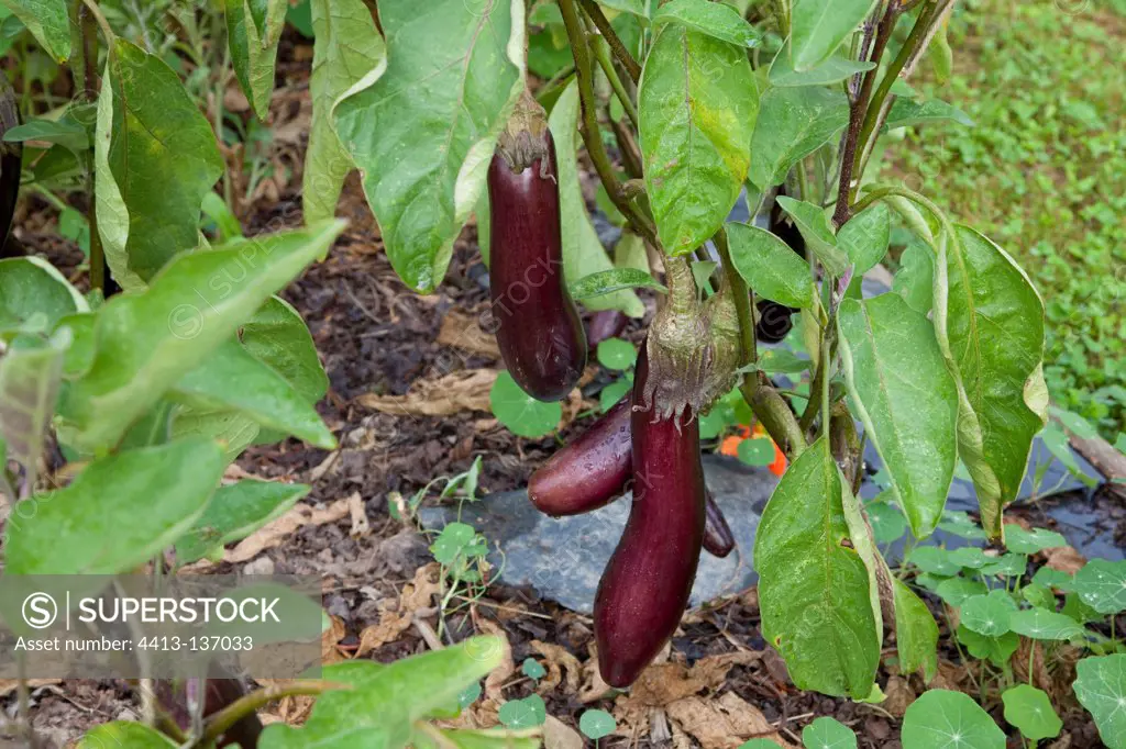 Eggplants in an organic garden