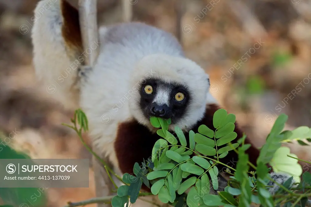 Coquerel's sifaka in a tree in Madagascar