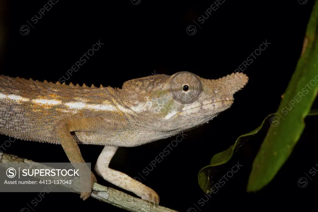 Portrait of a chameleon on a branch Madagascar