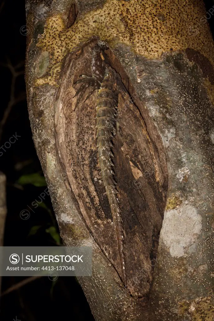 Madagascar spiny-tailed iguana on a tree Madagascar