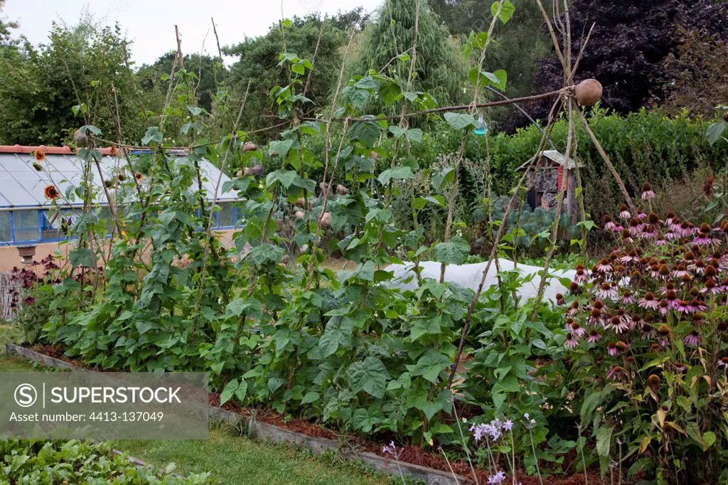 Beans in an organic garden