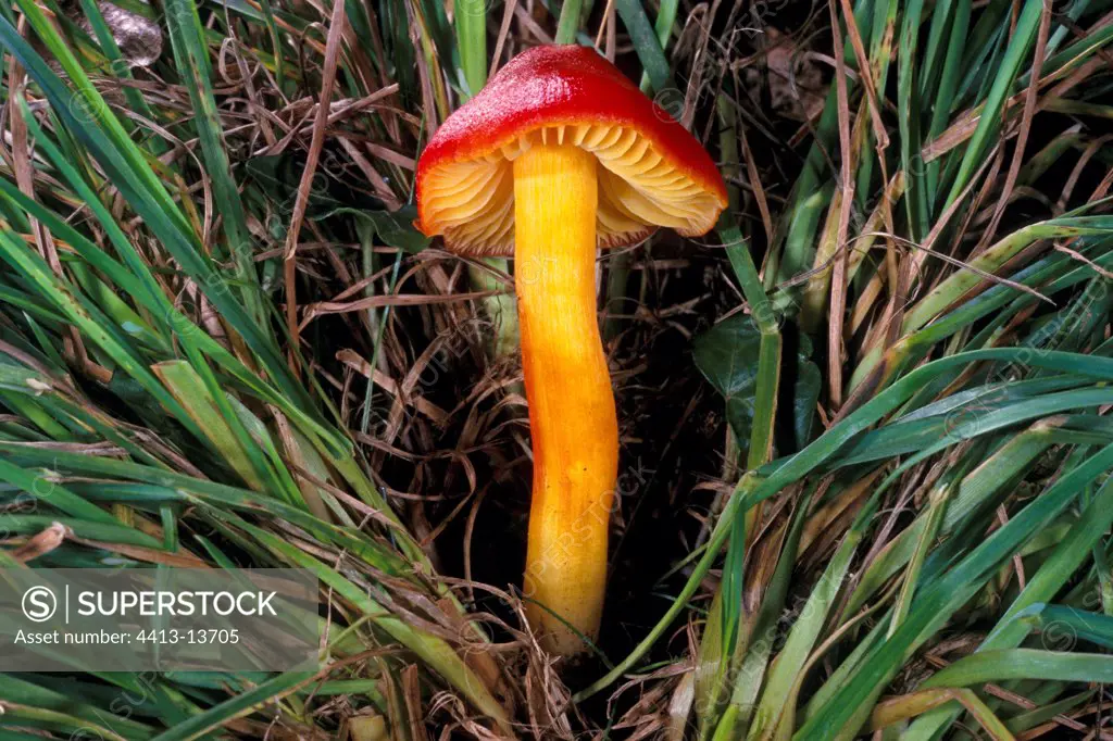 Crimson Waxcap in the grass Essonne France