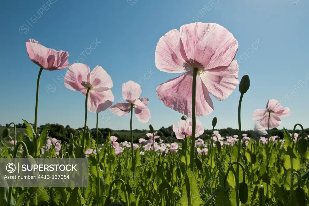 Field Opium poppy flowers France Poitou