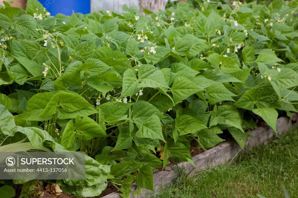 Green beans in bloom in an organic garden