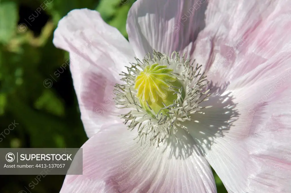 Flower opium poppy Poitou France