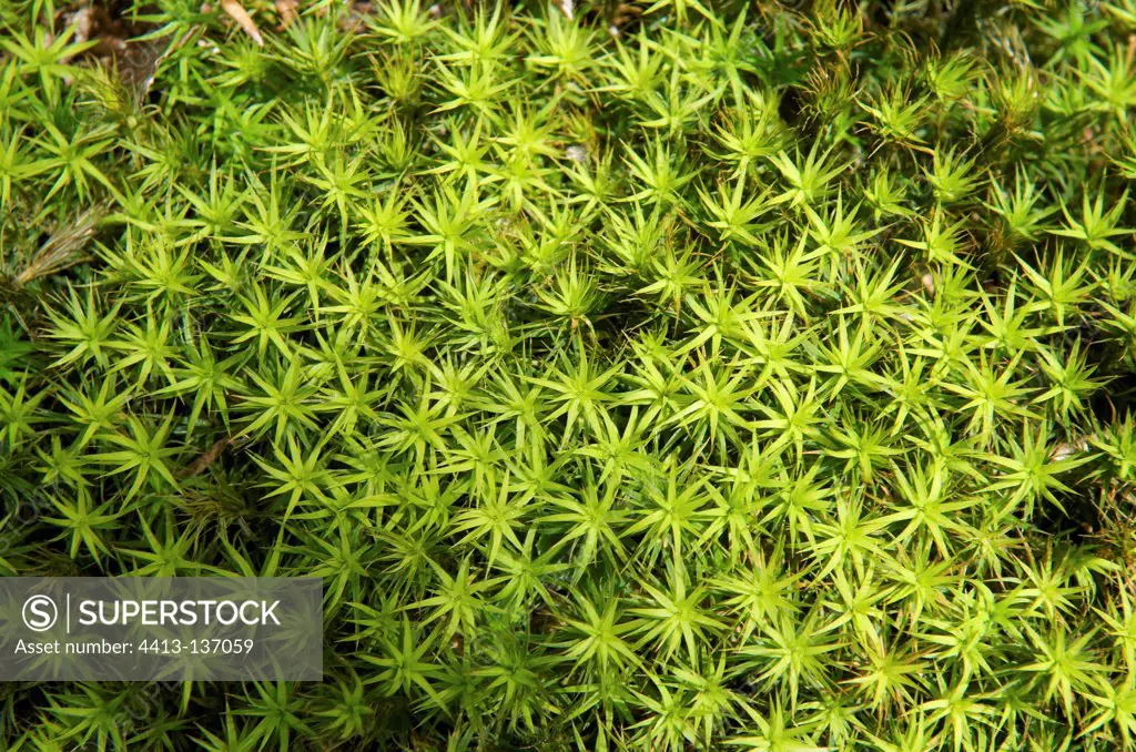 Polytrichum moss carpets in forest France