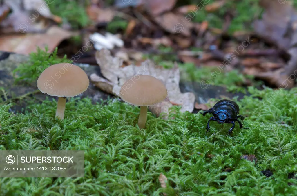 Beetle Mushrooms and Moss in forest France