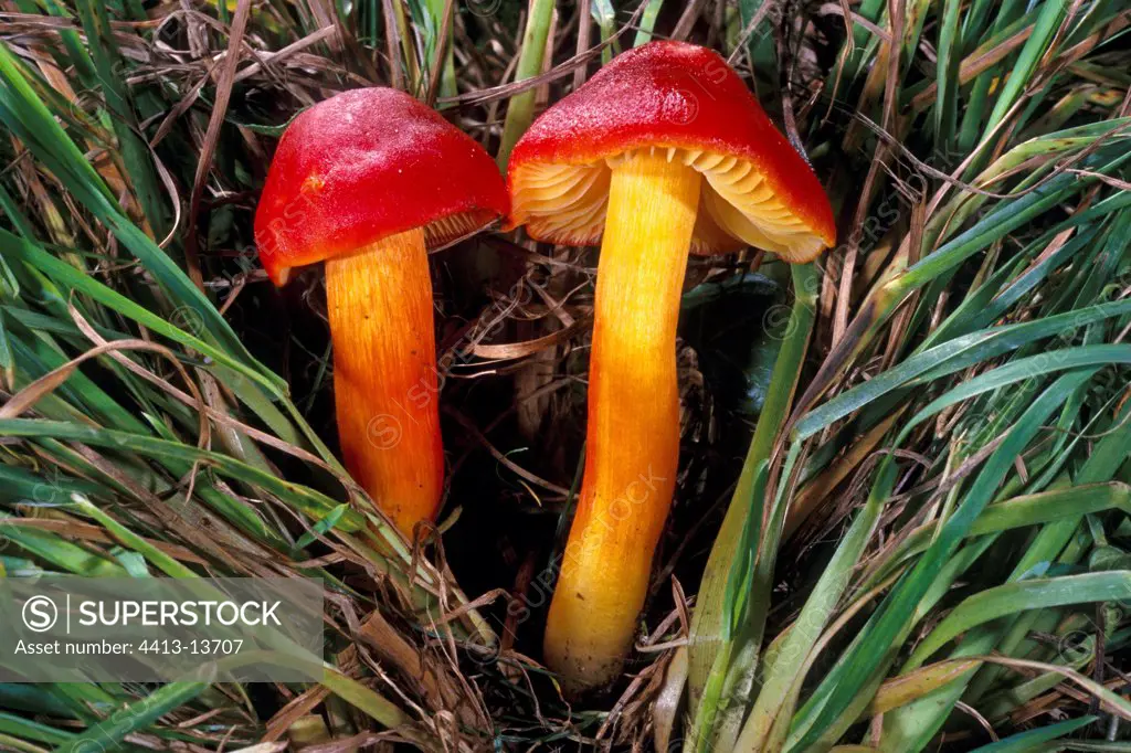 Crimson Waxcaps in the grass Essonne France