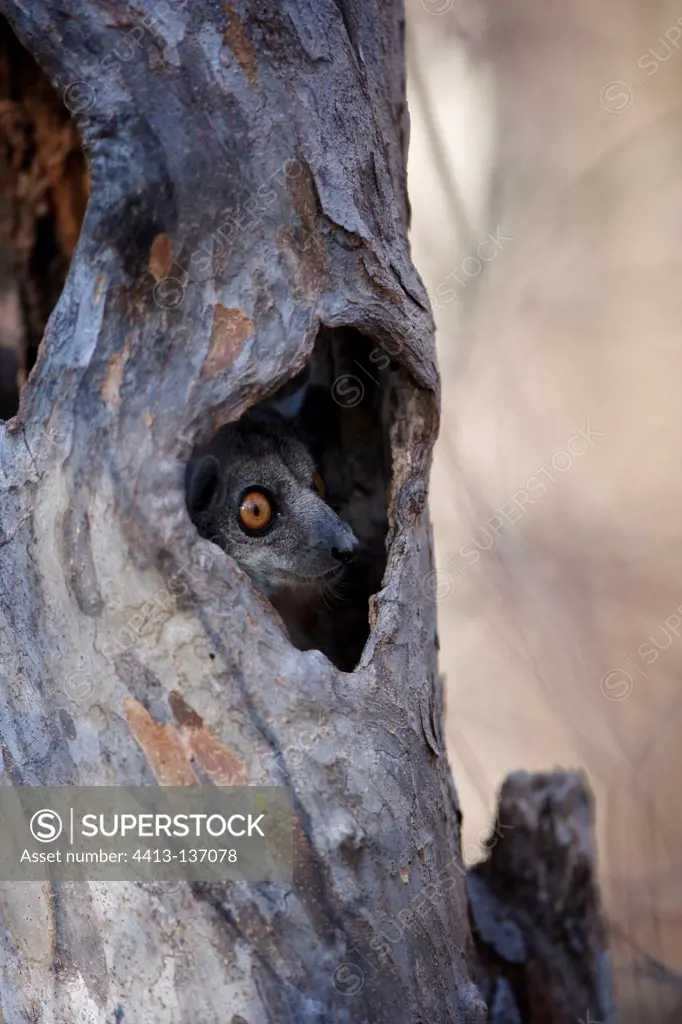 Red-tailed Sportive Lemur in daytime shelter in Madagascar