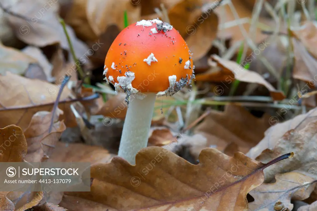 Young fly-agaric in dead leaves France