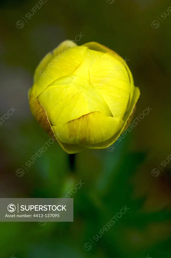 Globeflower bud France