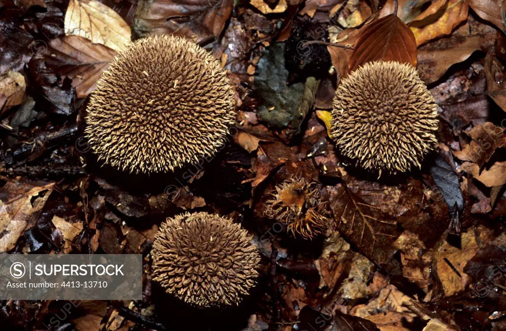 Group of Spiny Puffballs Vosges du Nord RNP France