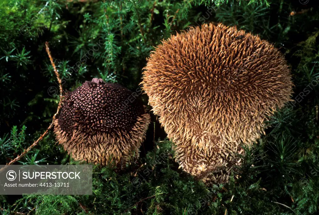 Spiny Puffballs France
